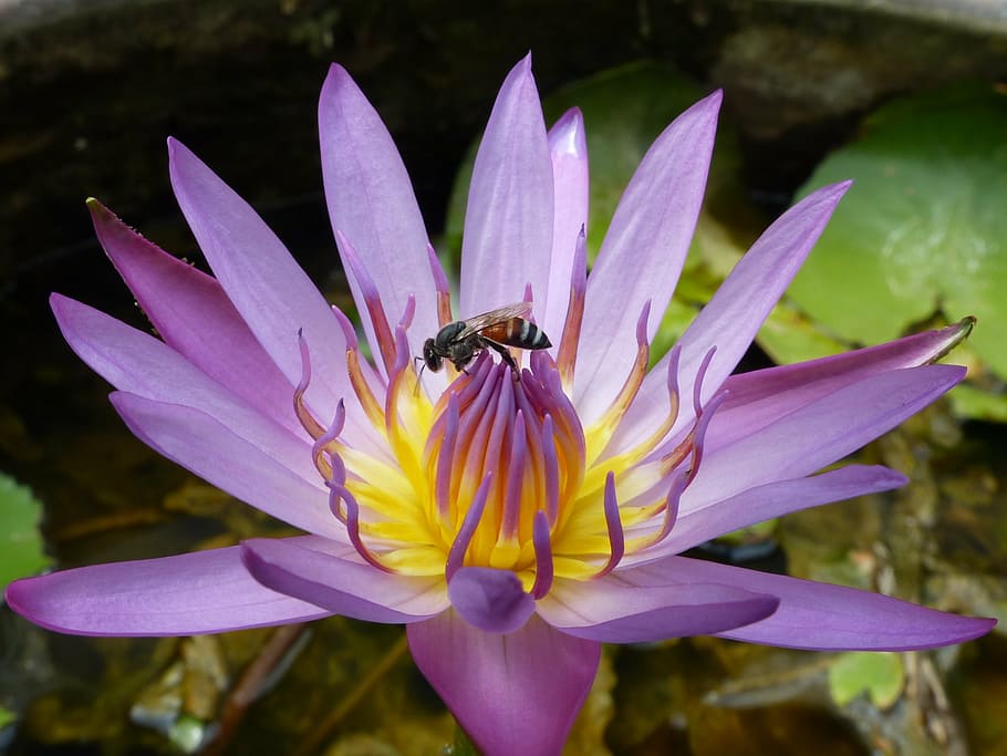 waterlilly, lotus, thailand, bunga, musim panas, air, waterlily, kolam, lily, alami