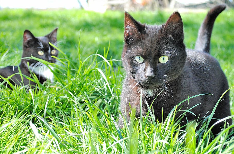 tuxedo cats, grass field, daytime, Domestic Cat, Curious, Nature, cat, kitten, animals, pets