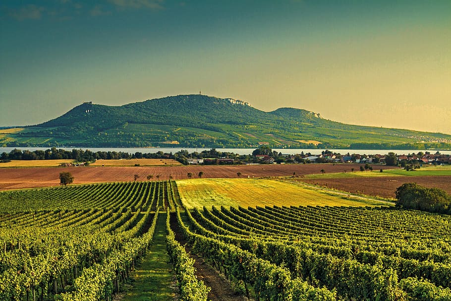 wine, vineyard, landscape, grapes, hills, south moravia, agriculture, rural scene, field, environment