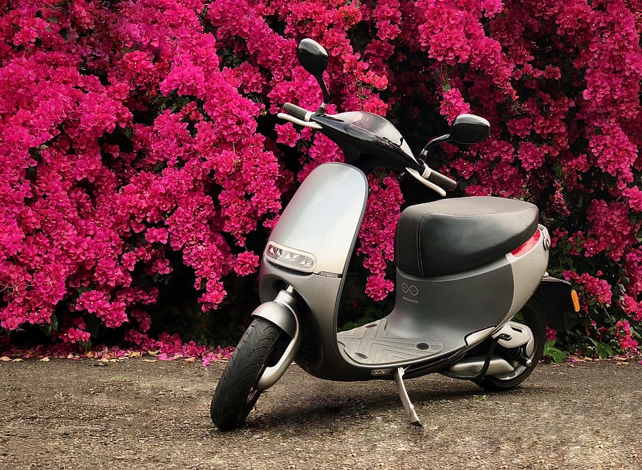 flower, outdoor, nature, gogoro, rui can, taiwan, bougainvillea, red flower, motorcycle, electric motorcycle