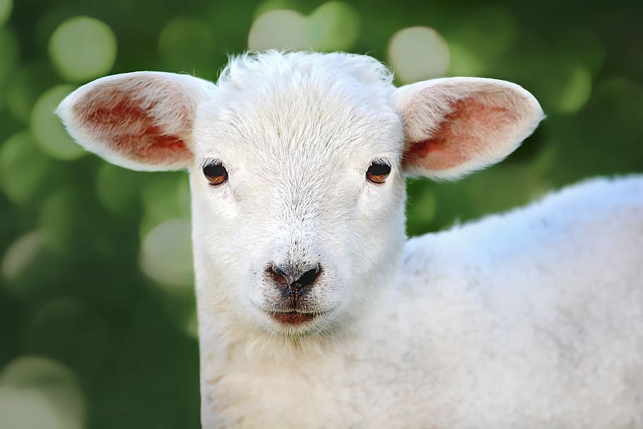 closeup, lamb, sheep, young animal, animal, wool, cute, mammal, animal world, schäfchen