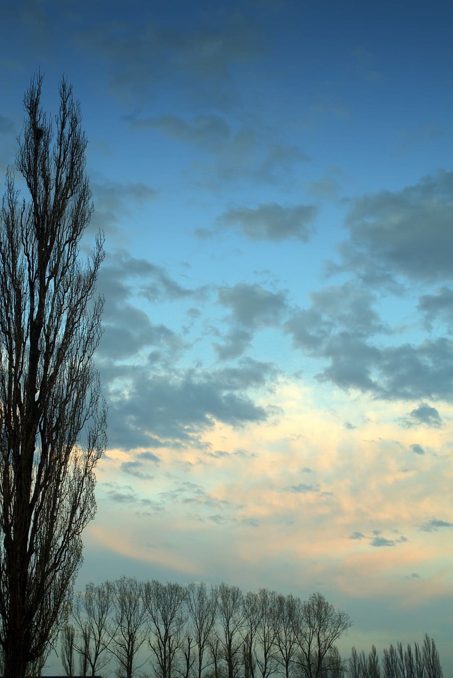 West, Poplar, Clouds, Cloud, sky, blue, white, tree, evening, panorama