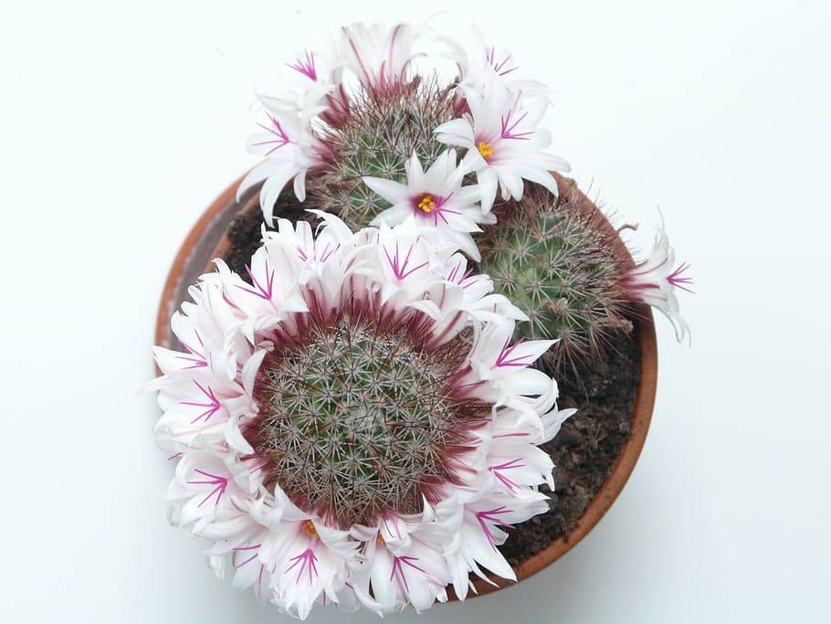 flat, lay, photography, pink, petaled flower, pot, Wreath, Cactus, White, blossoming wreath
