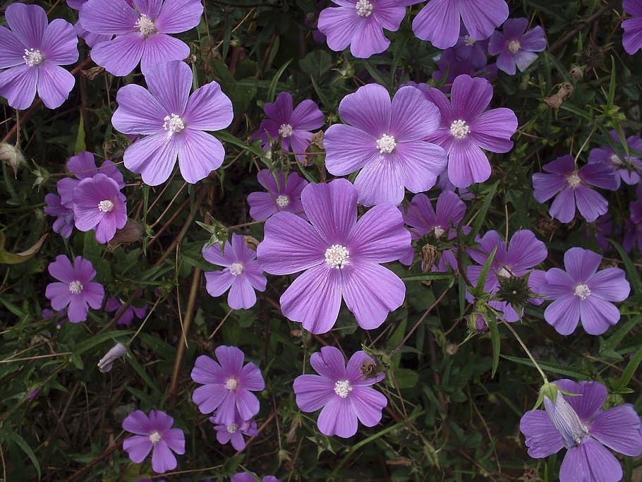 purple petaled flowers, flower lilac, purple flower, wild flowers, wild flower, flowers, spring, garden, flowery branch, flower