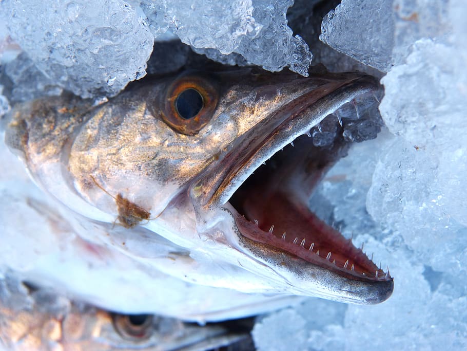 hake, fish, mouth, threat, by the mouth dies the fish, animal, vertebrate, animal themes, one animal, close-up