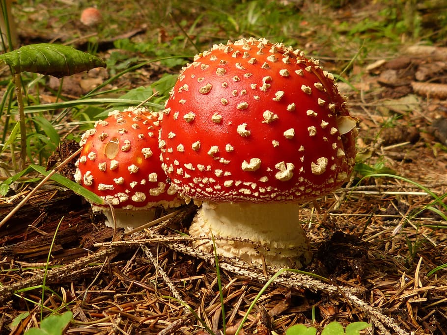 two, red, white, spike, studded, mushrooms, mushroom, fly agaric, toxic, ball