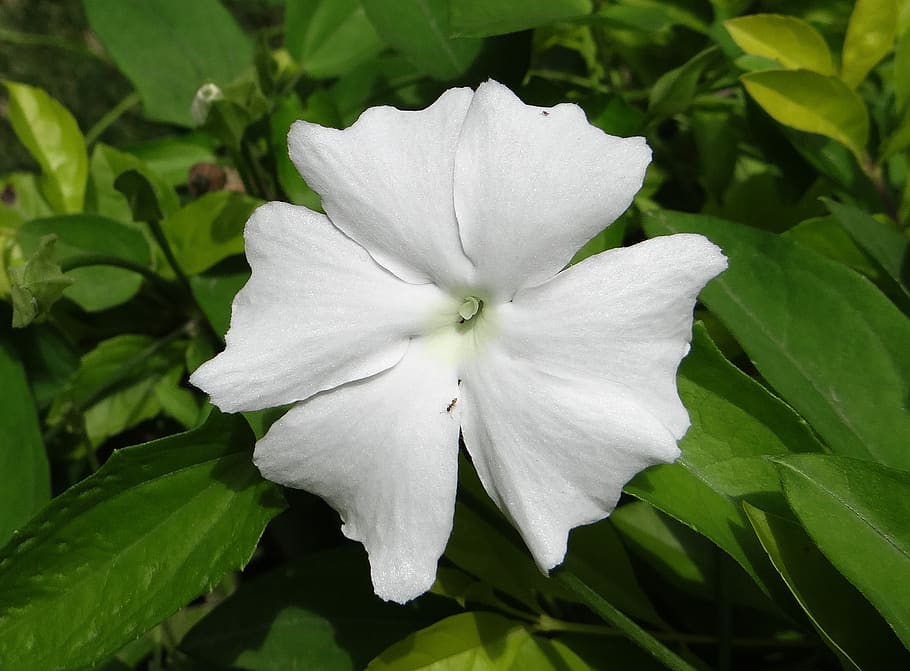 white lady, flower, white, thunbergia fragrans, sweet clock vine, white thunbergia, vine, dharwad, india, beauty in nature