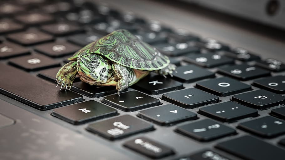 turtle, keyboard, sick, computer equipment, computer, computer keyboard, communication, close-up, technology, business