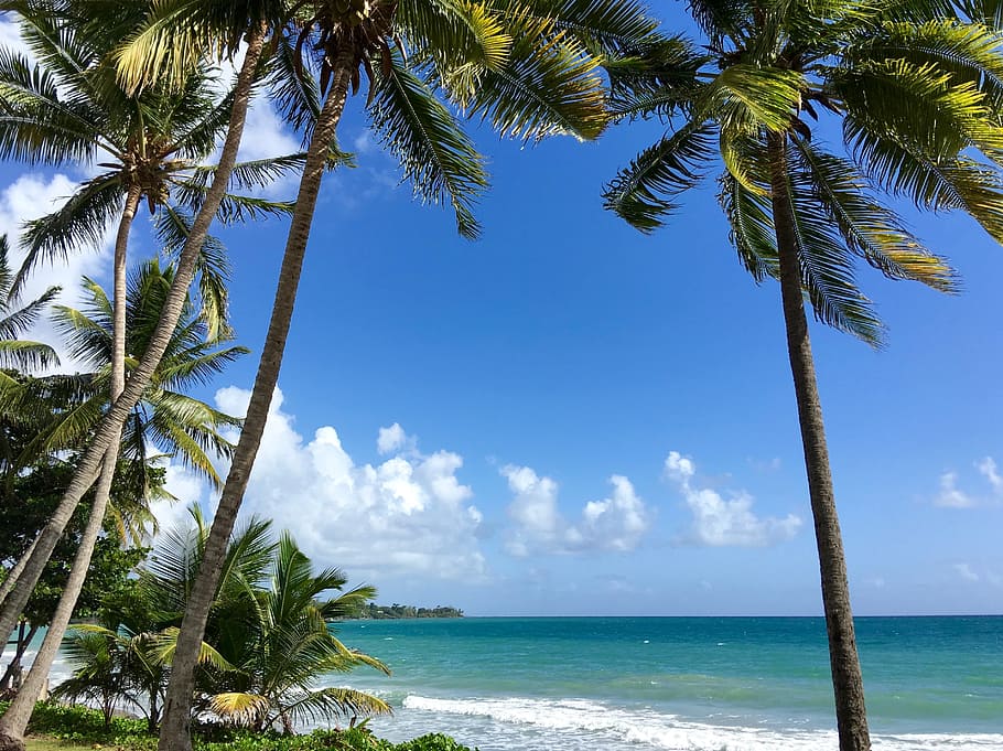 Martinique, Coconut, Trees, Caribbean, coconut trees, sun, holiday, ocean, caribbean sea, palm tree