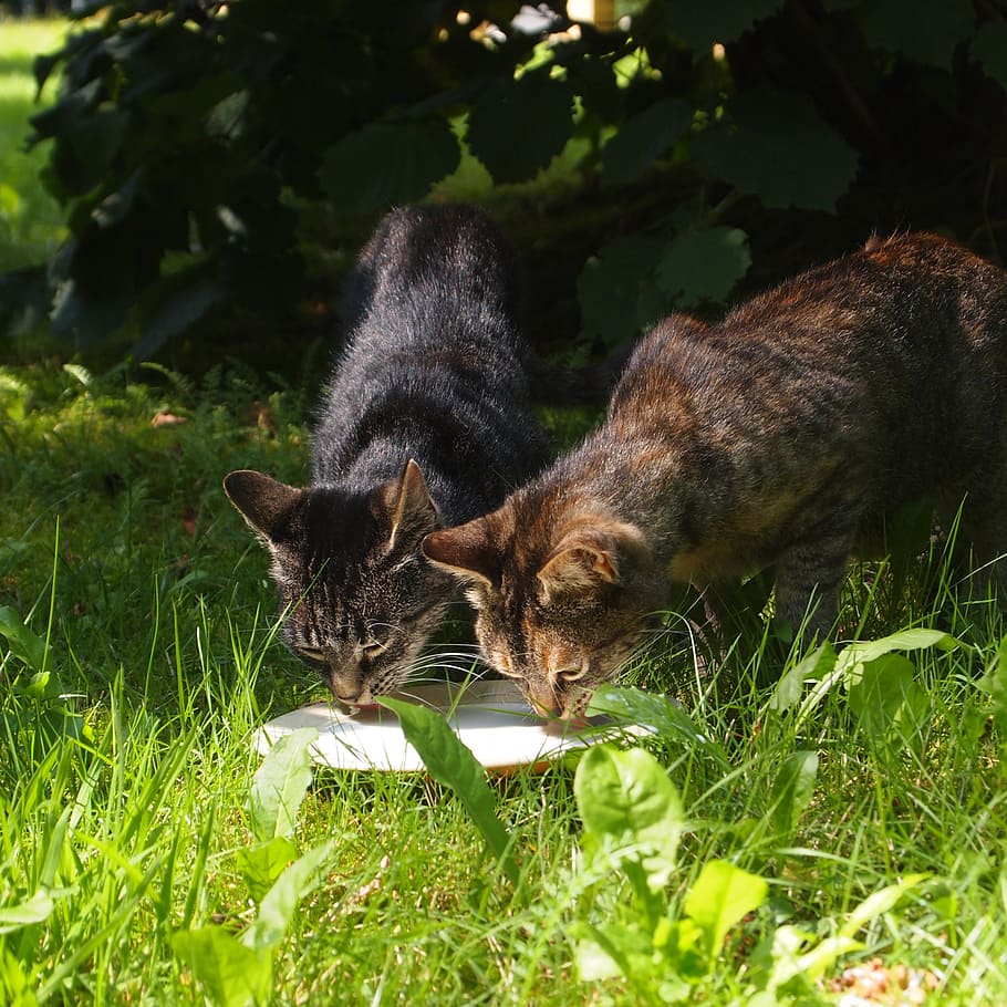 stray cats, cats, milk, together, drinking, board, grass, nature, animal, mammal