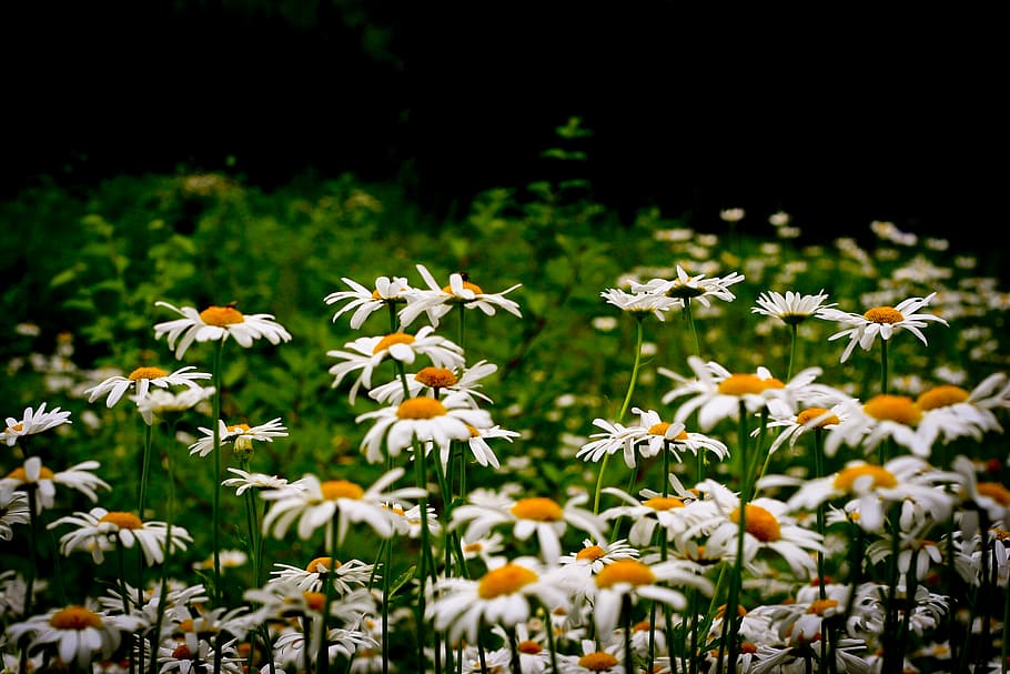 branco, campo de flores, dia, margarida, flores, flor, pétala, natureza, planta, desfoque
