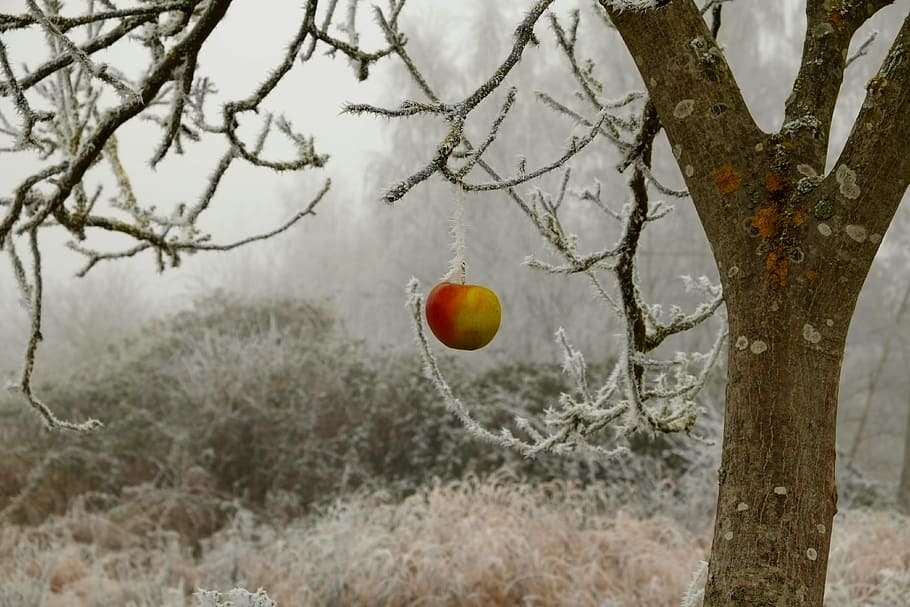 green, red, apple, winter, frost, wintry, ice, winter magic, cold, hoarfrost