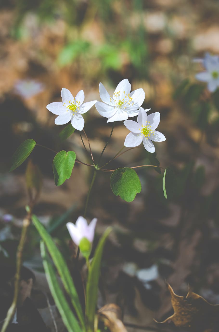 fotografia de foco seletivo, branco, flores de pétalas, três, flor, dia, flores, primavera, flores silvestres, natureza