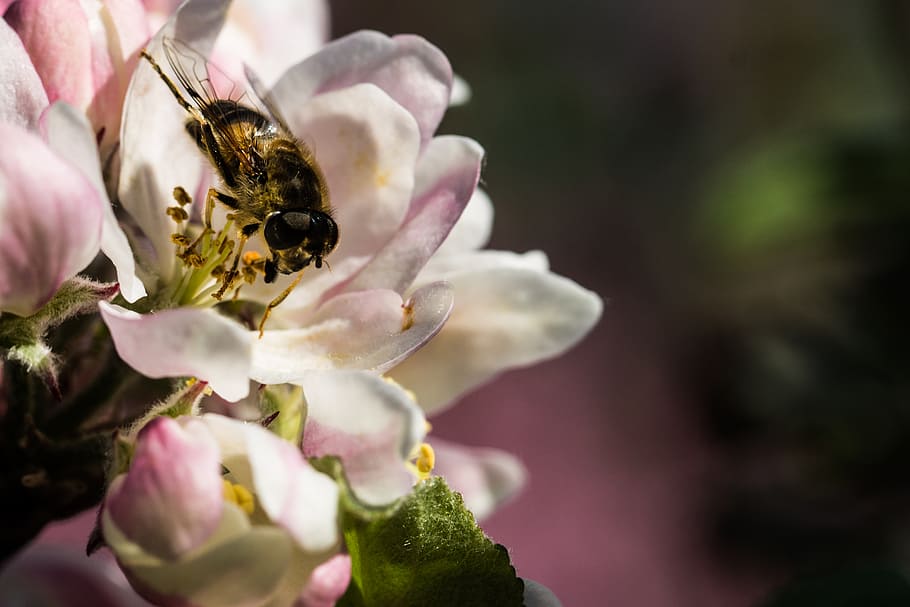 Apple, Bee, perching, petaled, flower, flowering plant, beauty in nature, animal wildlife, animals in the wild, animal themes