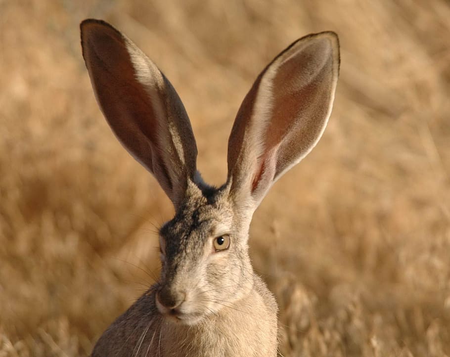 long-eared rabbit, californicus, lepus, jackrabbit, tailed, black, rabbit, bunny, animals, fauna