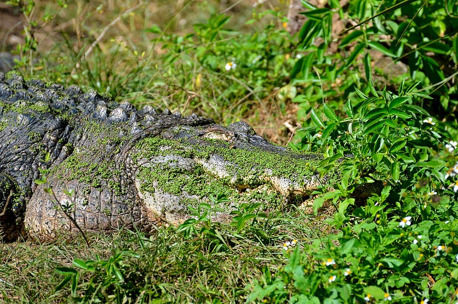 alligator, reptile, camouflaged, animal, crocodile, green, water, swamp, florida, tail