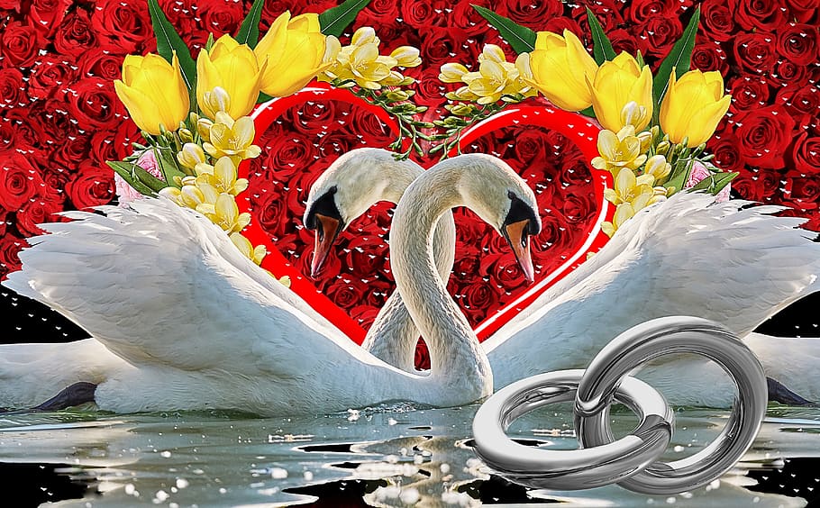 two, white, swans, red, rose, flower background, love, heart, romantic, rings