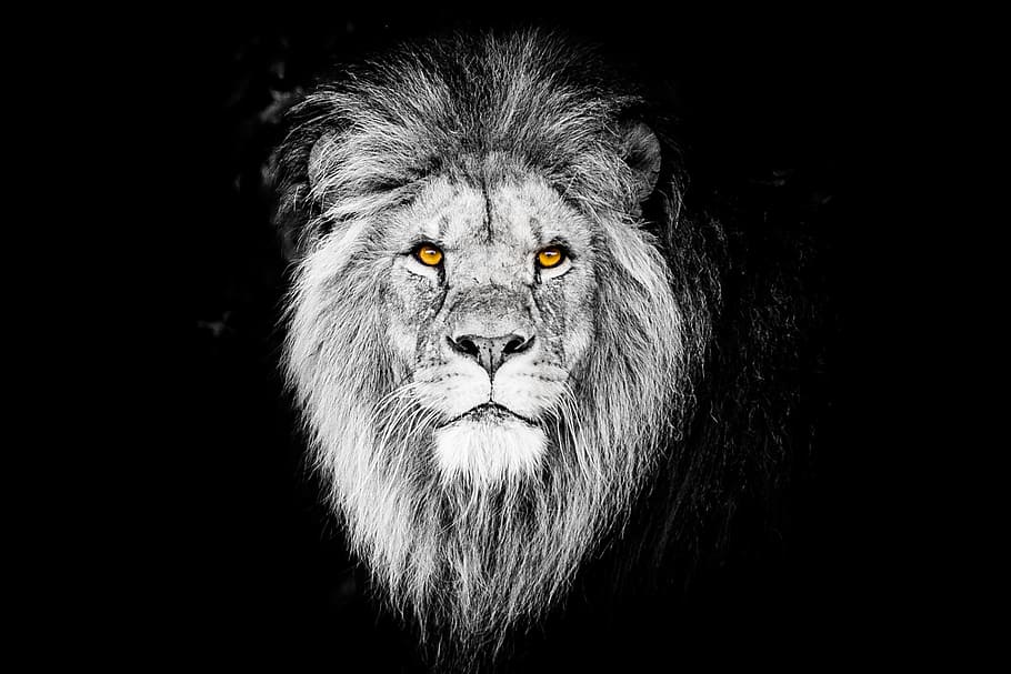 grayscale photography, lion head, portrait, cat, mammal, no person