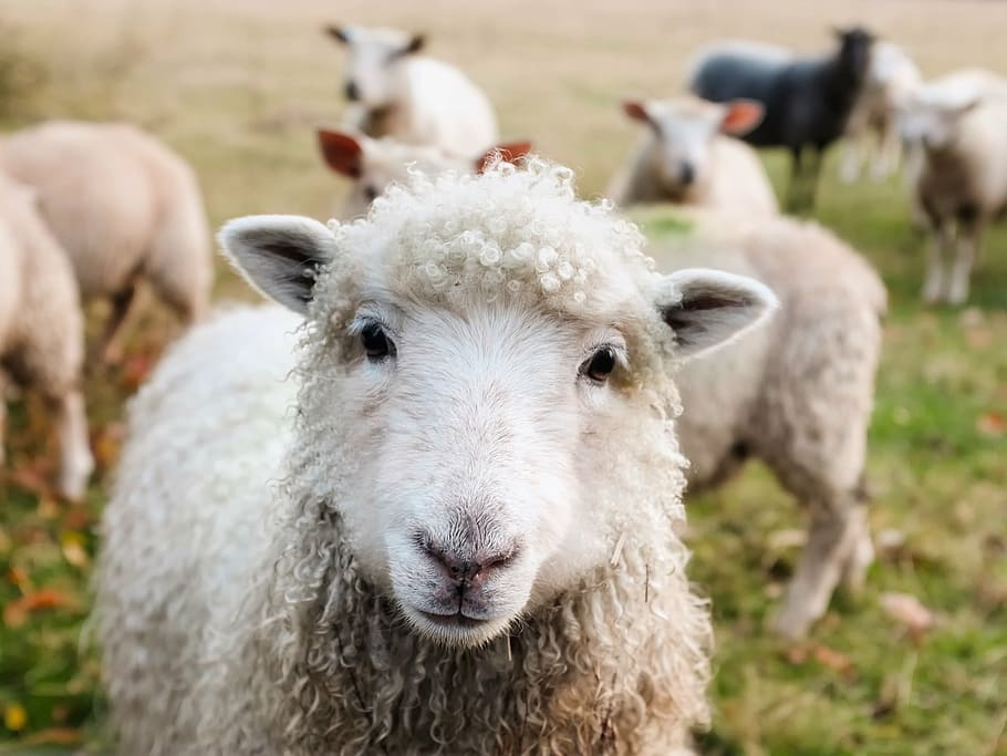 ovejas blancas, Irlanda, ovejas, corderos, ganado, animales, primer plano, lindo, pasto, campo