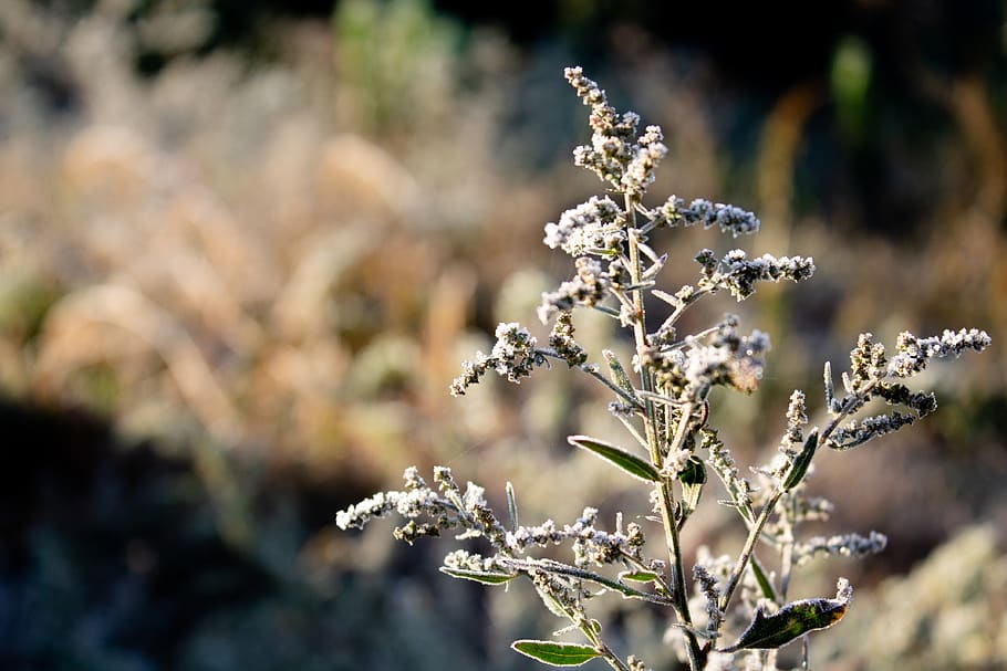 frost, autumn, plant, zing, frozen, flower, beauty in nature, flowering plant, fragility, vulnerability