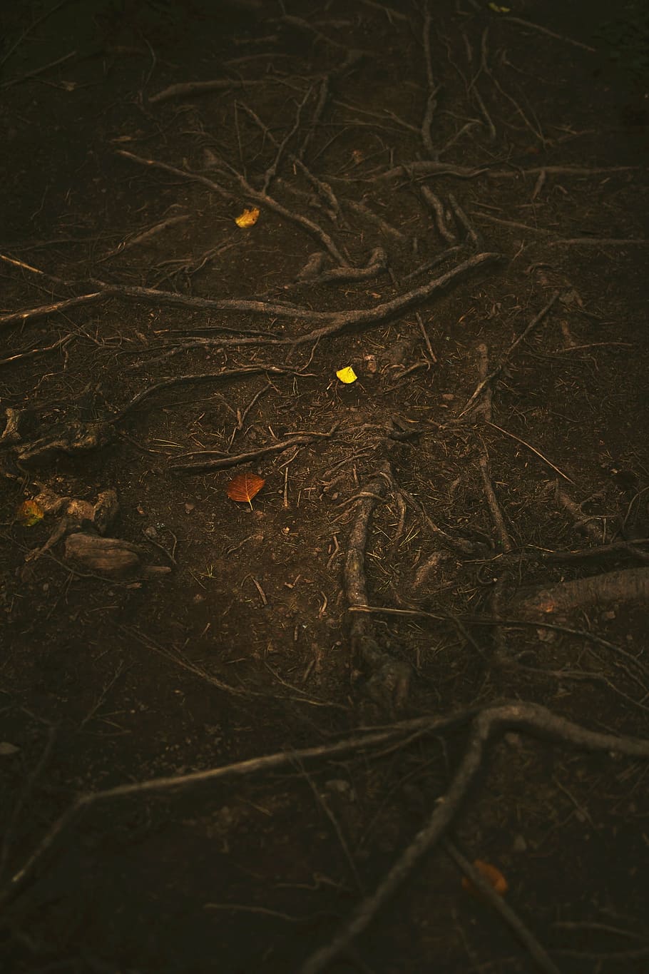 brown, tree roots, ground, soil, daytime, roots, forest, tree, plant, dark