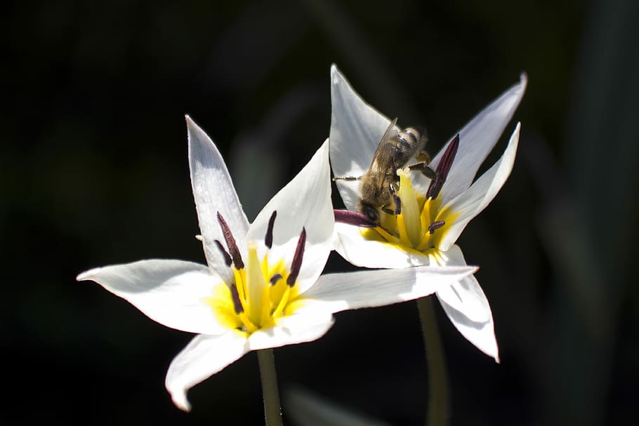 Tulip, White, Bee, Stamp, Stamens, lily family, spring, nature, flower, schnittblume