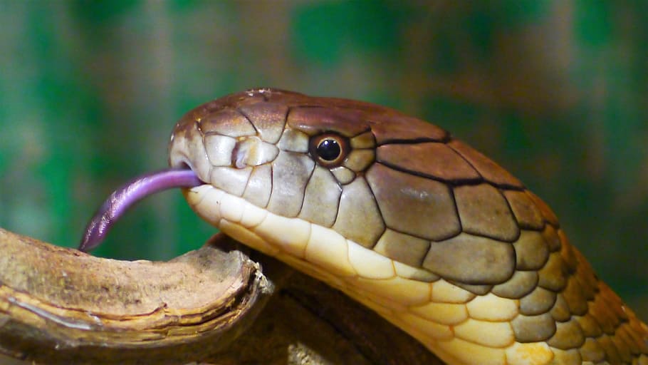 Serpiente, Cobra, Rey, Cobra real, Amarillo, reptil, cabeza de serpiente, serpiente venenosa, tóxico, un animal
