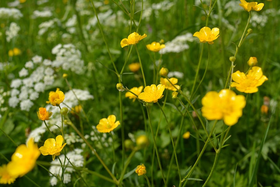 field meadow, meadow, flower meadow, flowers, caltha palustris, yellow, nature, buttercup, flower, flowering plant