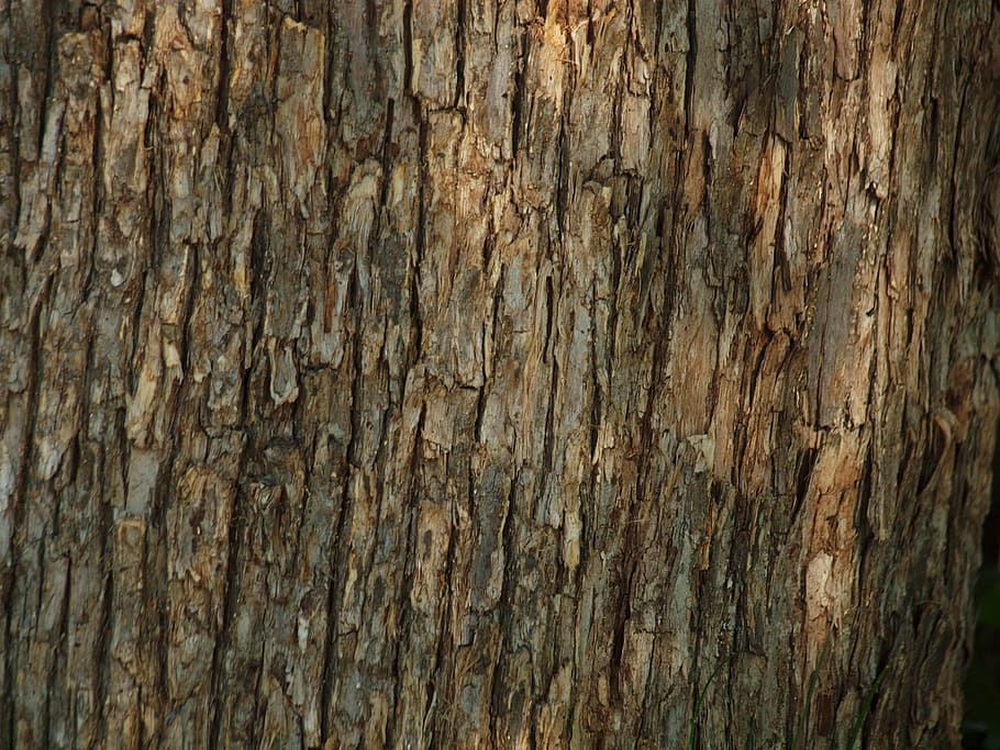 коричневая кора дерева, дерево, лес, кора, текстура, фон, текстурированный, полный кадр, фоны, дерево - материал
