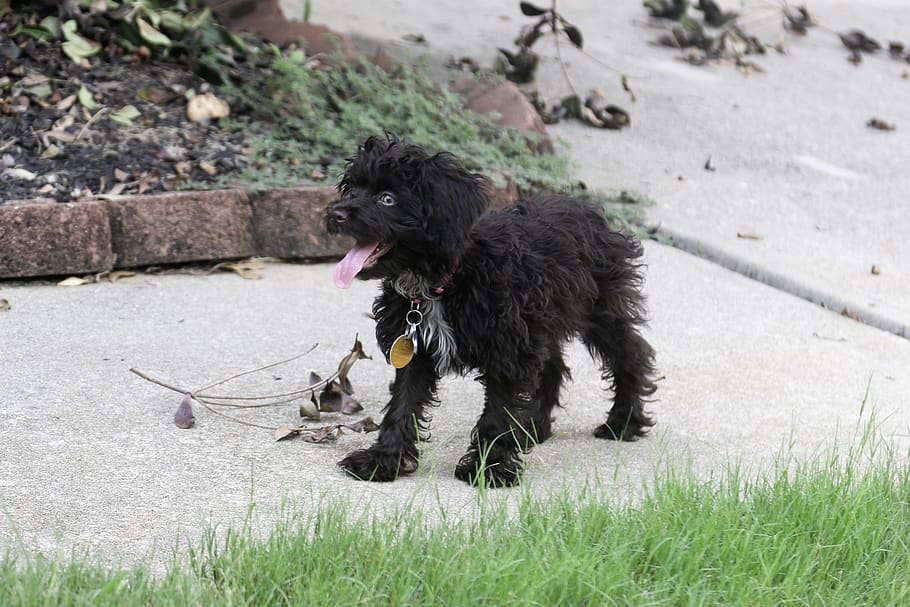 shi-poo, shi poo, poodle, shih tzu, puppy outside, a black puppy, pet sitting, happy puppy, one animal, animal themes