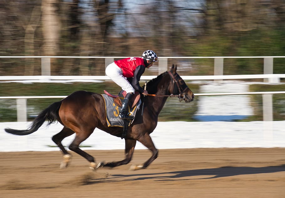 horse racing, gallop, horses, jockey, speed, horse, mammal, domestic animals, animal, domestic