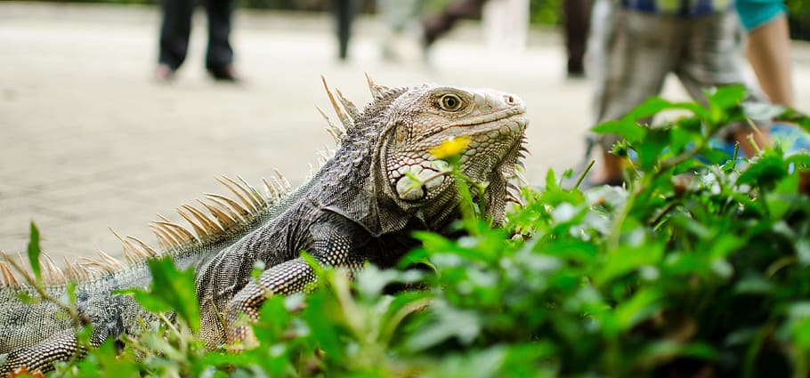 iguana, reptile, lizard, animal, animals, nature, green, reptiles, captivity, shiny