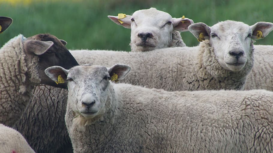 ovejas, rebaño, animales, grupo, lana, ganado, agricultura, pradera, pastan, Temas de animales