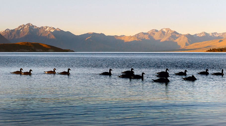 Gansos canadienses, lago Tekapo, Nueva Zelanda, cuerpo de agua, rebaño, pato, agua, montaña, cielo, belleza en la naturaleza