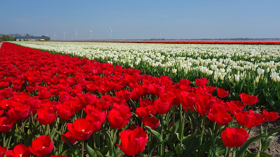 tulipanes, bulbos, tulipán, primavera, bulbo, holanda, campos de tulipanes, países bajos, planta, paisaje holandés
