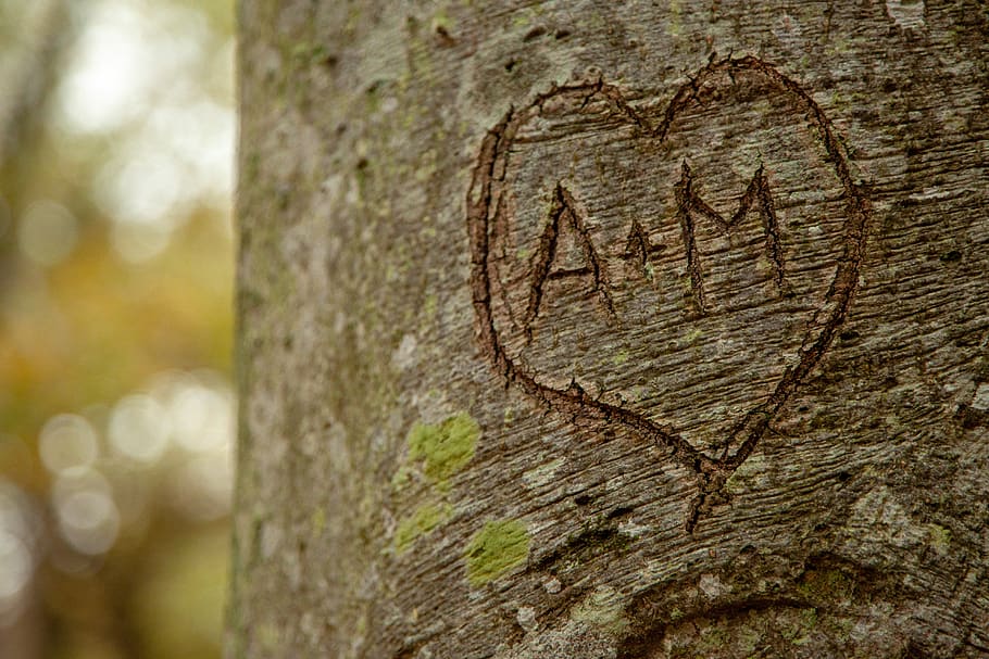 tree, love, romance, heart, romantic, nature, emotions, tree trunk, trunk, textured