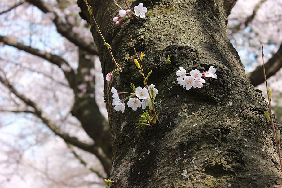 jeju island, cherry blossom, cheju national university, spring, flowers, plants, nature, pink, plant, tree