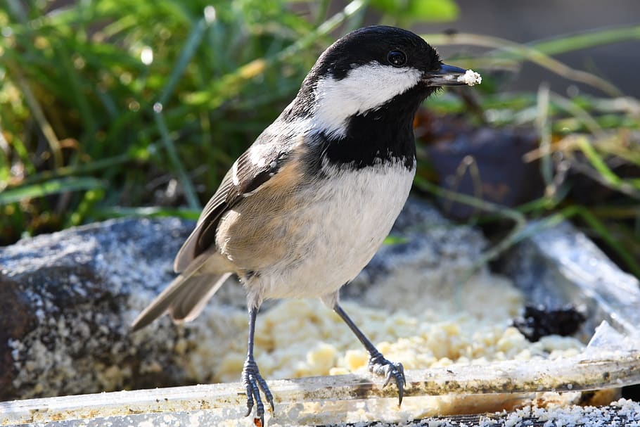 coal tit, bird, forest, plumage, the manger, winter, animal, one animal, animal themes, animals in the wild