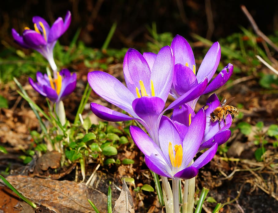 紫の開花植物, クロッカス, 花, 蜂, 春, 春の花, 紫, 自然, ブルーム, 閉じる