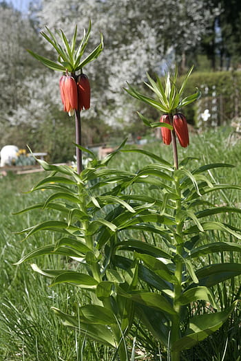 Página 12 | Fotos flores de lirio rojo libres de regalías | Pxfuel