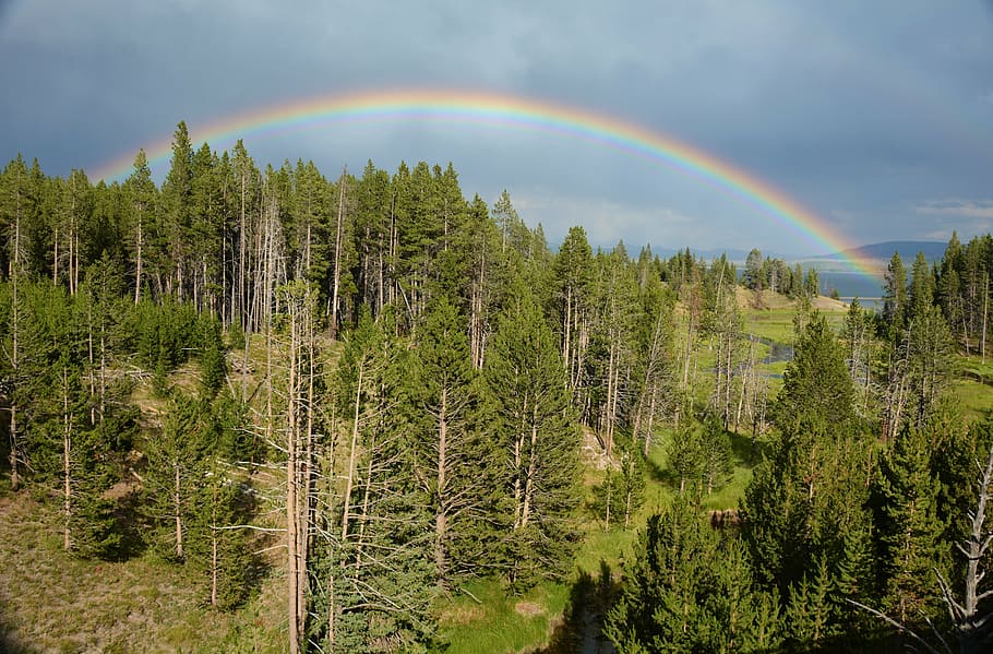 bird, eye view photo, rainbow, top, forest, yellowstone, thunderstorm, rain, lake, weather