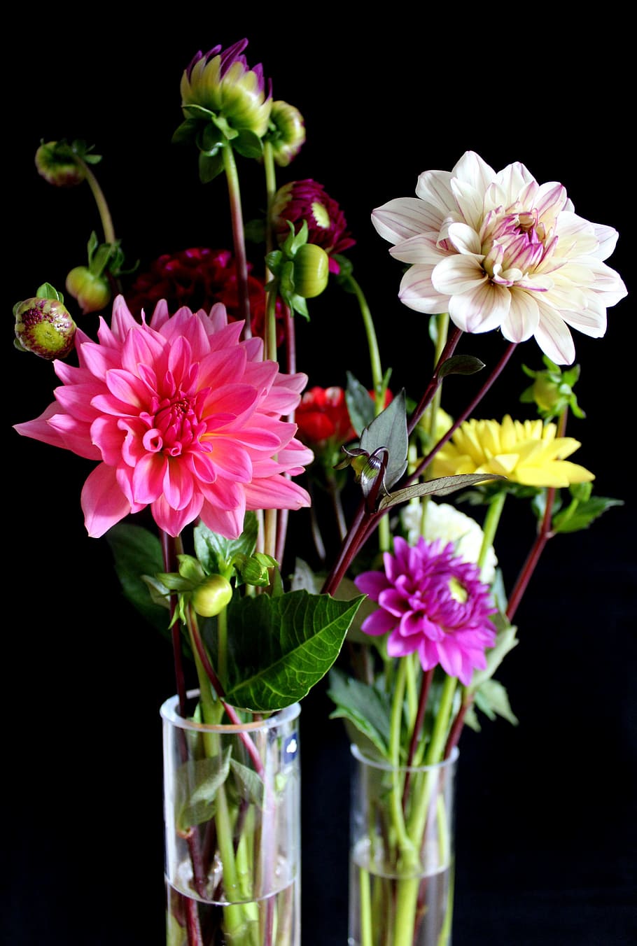 dahlias, flowers, vase, dahlia garden, blossom, bloom, late summer, garden, dahlia flower, garden plant