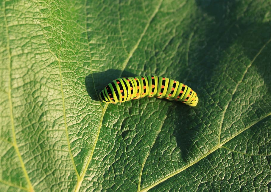 Caterpillar, Green, Leaf, Lepidoptera, green, leaf, papilionidae, swallowtail, insects, one animal, animal themes
