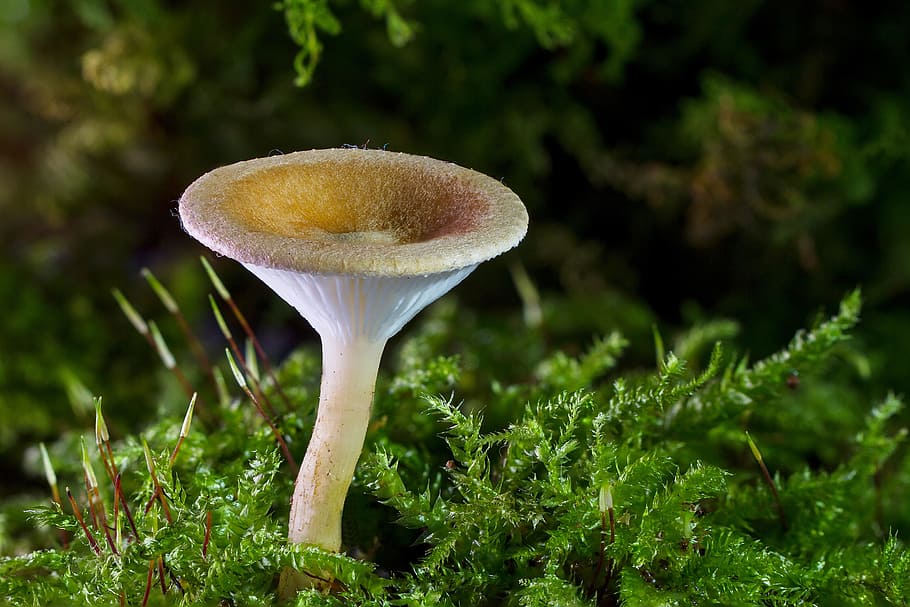 white, mushroom, green, grass, mini mushroom, sponge, small mushroom, moss, forest, autumn