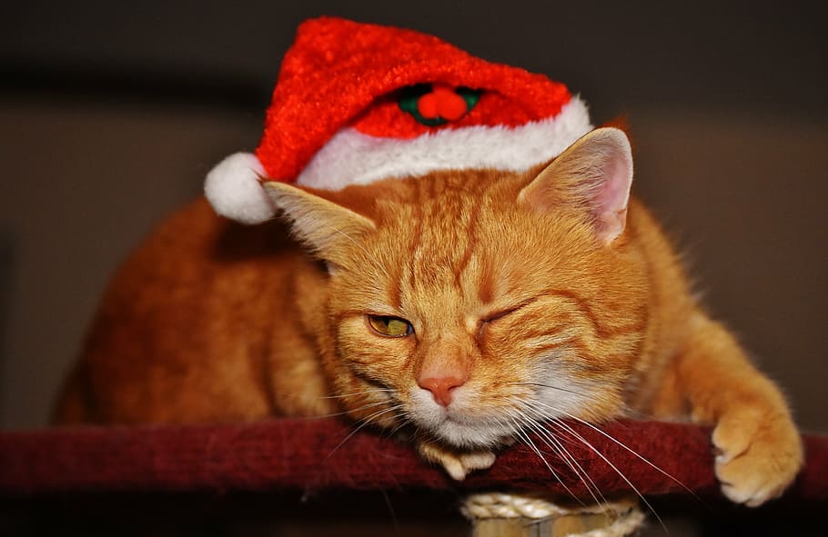 cat, red, christmas, wink, santa hat, funny, cute, mackerel, tiger, sweet
