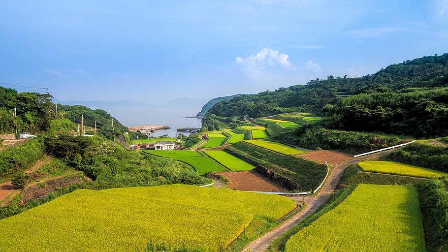 green, grass field, pathway, Terraced Fields, Japan, Countryside, the countryside, tanaka, yamada's rice fields, landscape