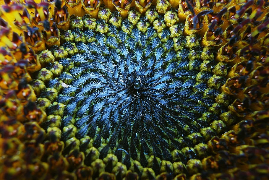 karya seni beraneka warna, bunga matahari, makro, mekar, helianthus annuus, tanaman, tutup, bingkai penuh, close-up, latar belakang