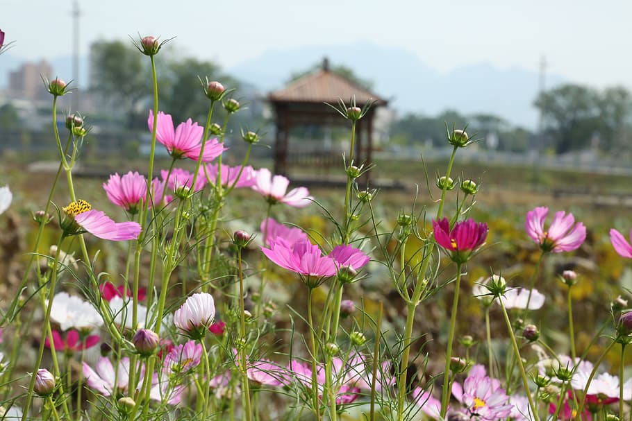 flowers, pavilion, country, natural, gesanghua, flower, flowering plant, plant, beauty in nature, growth