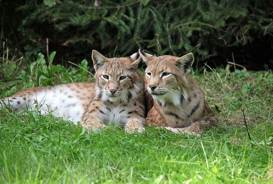two, brown, lynx photo, lynx, young animals, rest, purry, sweet, doze, undomesticated Cat