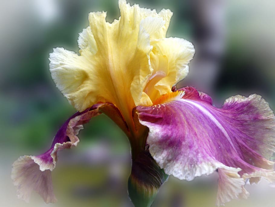 Iris Flower, Purple, Yellow, Close, purple yellow, garden, flower, petal, fragility, flower head